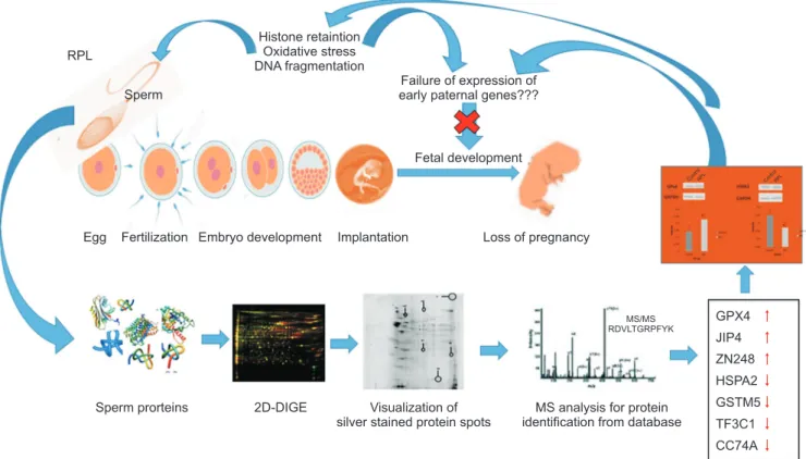 Fig. 3. Schematic representation of proposed hypothesis of involvement of oxidative stress in spermatozoa as epigenetic regulator of paternal  factors in recurrent pregnancy loss (RPL)
