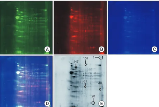 Fig. 1. Two-dimensional (2D)-difference  gel electrophoresis of proteins isolated  from sperm