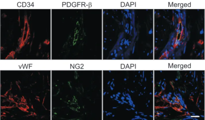 Fig. 1. Localization of endothelial cells and pericytes in human cor- cor-pus cavernosum tissue