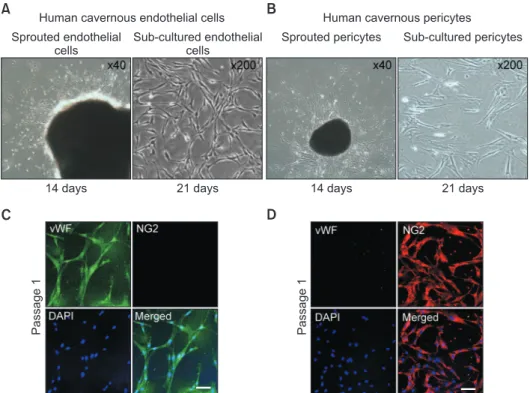 Fig. 2. Isolation and characterization of human cavernous endothelial cells and pericytes