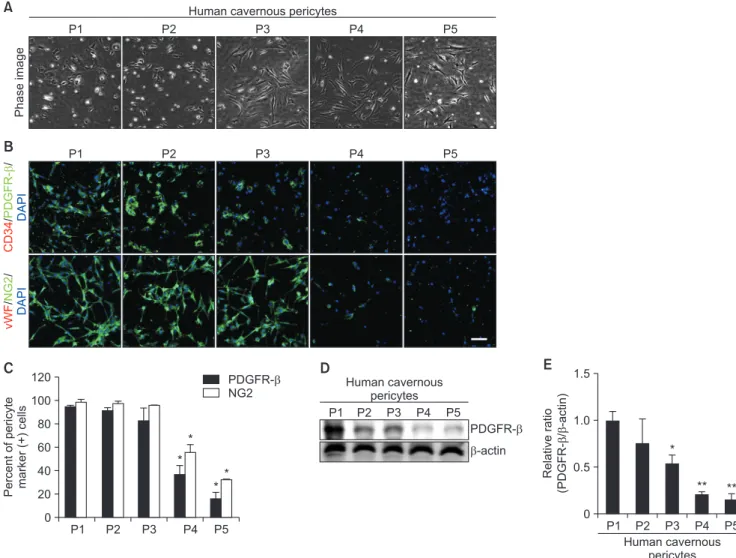 Fig. 4. Morphologic and phenotypic changes of human cavernous pericytes according to the passages (Ps)