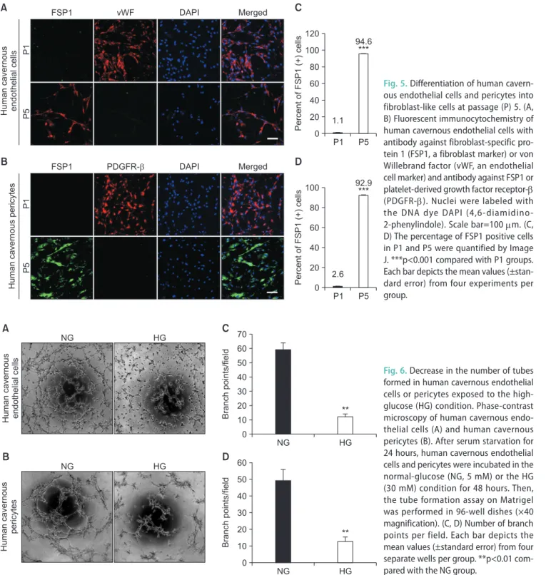 Fig. 5. Differentiation of human cavern- cavern-ous endothelial cells and pericytes into  fibroblast-like cells at passage (P) 5