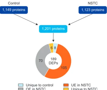 Table 2. Specific functions of the differentially expressed proteins re- re-lated to reproductive system development and function identified by  the bioinformatic analysis when comparing the sperm proteome of  pa tients with non-seminoma testicular cancer 