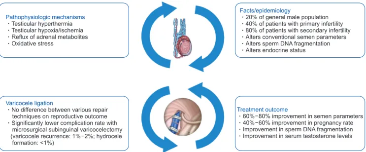 Fig. 14. Varicocele.