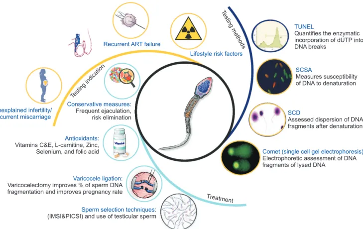 Fig. 8. Sperm DNA fragmentation. ART: assisted reproductive technology, IMSI: intracytoplasmic morphologically selected sperm injection, PICSI: 