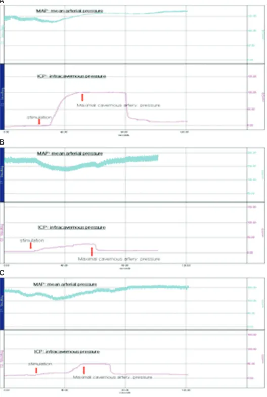 Fig. 1. Representative charts of intracav- intracav-ernosal pressure (ICP). Increase in ICP  by electrical stimulation was observed  in the sham group (n=7; A)