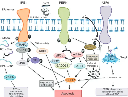 Fig. 1. Endoplasmic reticulum (ER) stress induces the unfolded protein response signaling by three types of ER stress sensors: inositol-requiring  enzyme 1 (IRE1), protein kinase RNA-like ER kinase (PERK) and activating transcription factor 6 (ATF6)