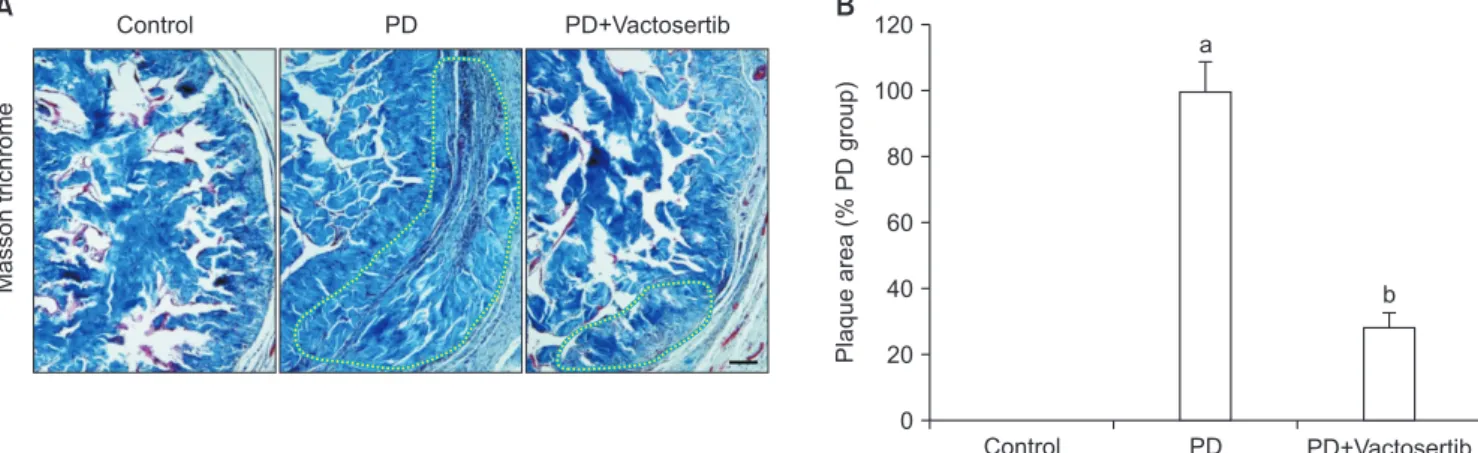 Fig. 3. Vactosertib reduces inflammatory  cell infiltration and suppresses the  ex-pression of phospho-Smad2 (p-Smad2)