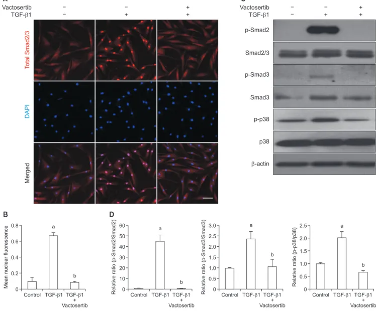 Fig. 4. Vactosertib suppresses Smad2 and Smad3 phosphorylation and nuclear translocation