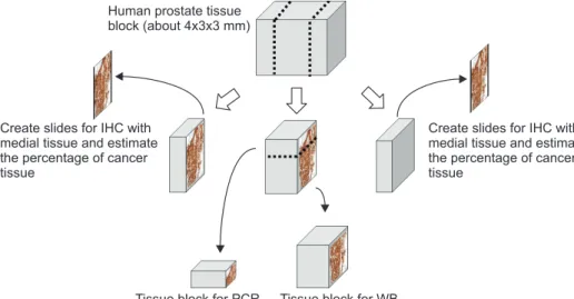 Fig. 1. Tissue preparation. One fresh tis- tis-sue block was divided into three sections: 