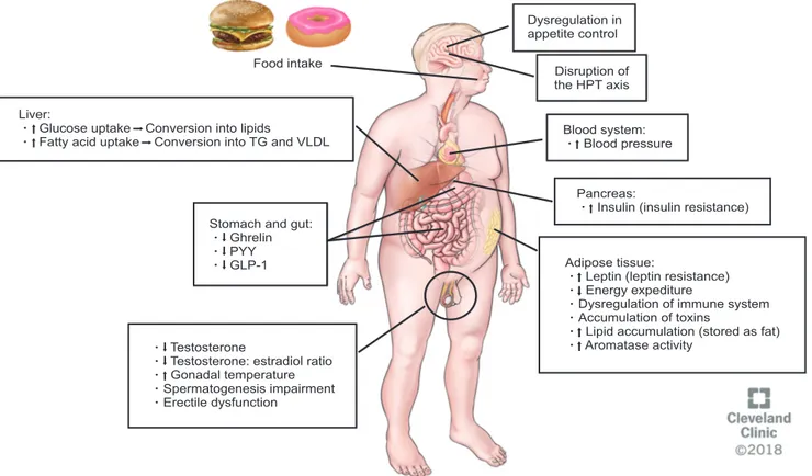 Fig. 1. Pathophysiology of metabolic syndrome, effects and consequences of each component (obesity, insulin resistance, dyslipidemia, and  elevated blood pressure) in the human body