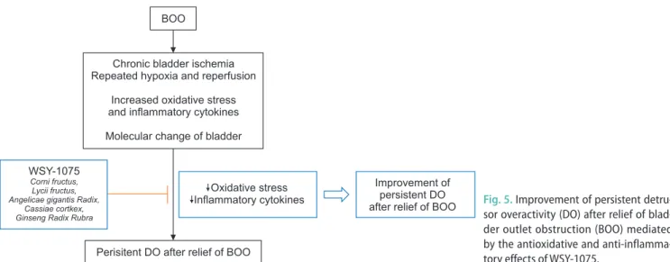 Fig. 5. Improvement of persistent detru- detru-sor overactivity (DO) after relief of  blad-der outlet obstruction (BOO) mediated  by the antioxidative and  anti-inflamma-tory effects of WSY-1075