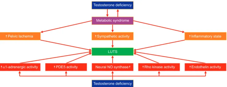 Fig. 1. Potential mechanisms underlying the interrelationship between testosterone deficiency, metabolic syndrome, and lower urinary tract  symptoms (LUTS)