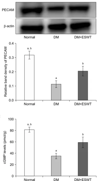 Fig. 5. (A) Western blot images of platelet endothelial cell adhesion molecule-1 (PECAM-1).The graph shows a comparison of the relative PECAM-1/β-actin band densities of the different groups