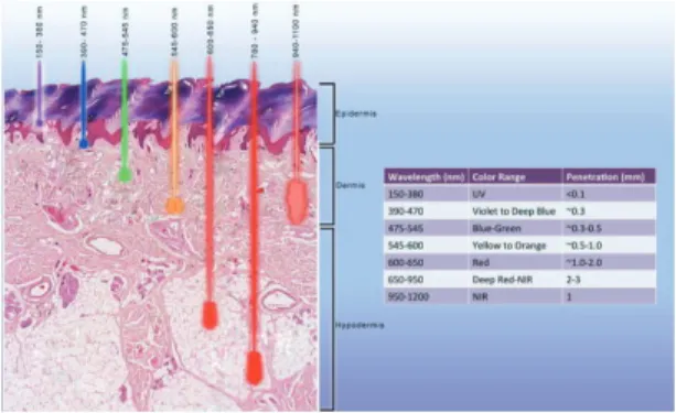 그림  2.  빛의  파장에  따른  피부  침투  깊이 Fig.  2  Tissue  penetration  depths  of  various 