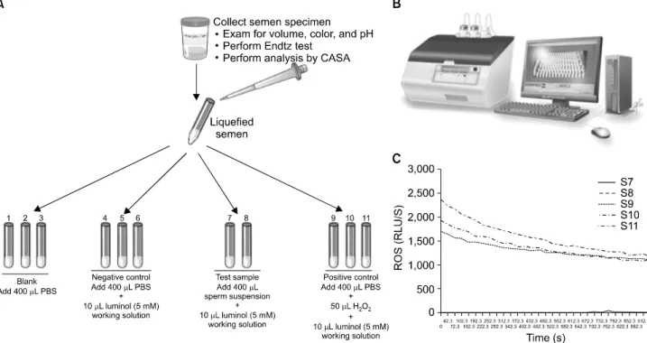 Fig. 3. Measurement of reactive oxygen species (ROS) in sperm suspensions by chemiluminescence assay