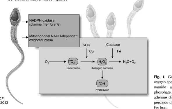 Fig. 1. Generation of reactive  oxygen species. NADPH:  nicoti-namide adenine dinucleotide  phosphate, NADH: nicotinamide adenine dinucleotide, SOD:  su-peroxide dismutase, Cu: copper,  Fe: Iron.