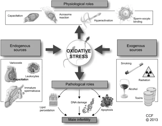 Fig. 2. Oxidative stress in male  reproduction.