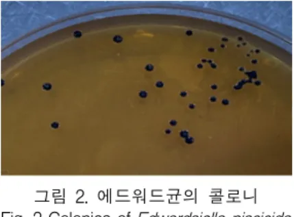 Fig.  3  Distribution  of  single  infections  of  cultured  olive  flounder  according  to  water  temperature 