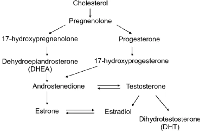 Fig.  1.  Schematic  diagram  of  sex  steroidogenesis  from  cholesterol. 으로  인정되어  적용할  수  있는  약물은  없다