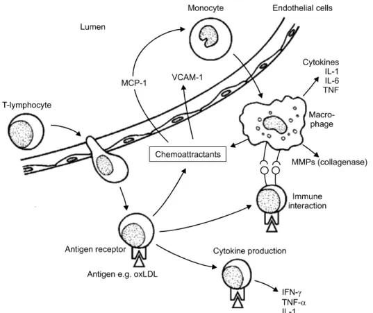 Fig.  3.  Immune  and  inflammatory  reaction. 50