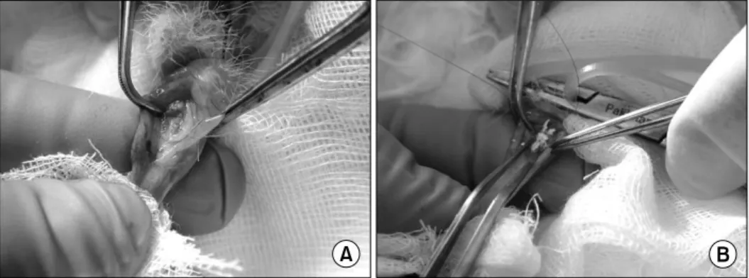 Fig.  1.  Surgical  features  of  rabbit  corpus  cavernosum.  (A)  An  incision  was  made  and  tissue  was  partially  removed  in  the  right  dorsum  of  the  rabbit  corpus  cavernosum