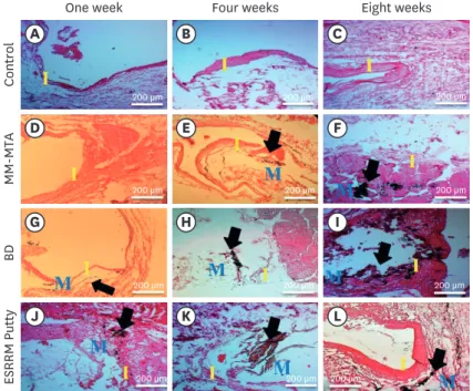 Figure 1. Histologic tissue sections demonstrating the biomineralization (calcium deposition) in the experimental  groups at the open ends of the subcutaneously-implanted silicon tubes at the 3 time points (weeks 1, 4, and 8)
