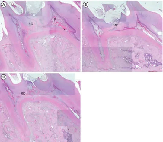 Figure 3. Histological appearance of pulp capped rat molar teeth using MTA with or without OST (×40  magnification)