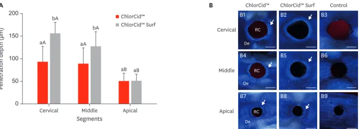 Figure 4. Penetration depth of ChlorCid™ and ChlorCid™ Surf solutions into dentinal tubules