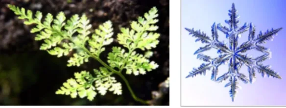 Fig. 1. (Color Online) Fractal forms in nature    