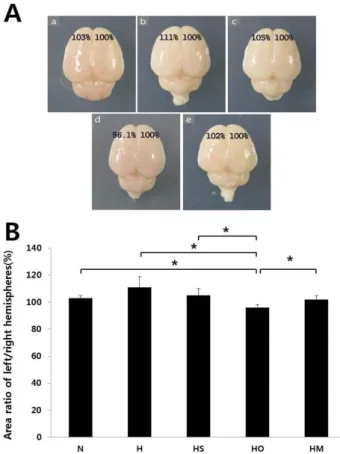 Fig. 2. Microscopic changes in the embryonic cortical neuronal cell culture of rat (in vitro)