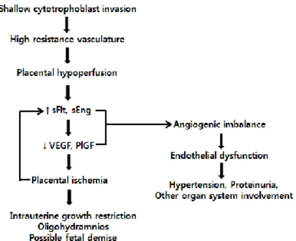 Fig. 1. Summary of the pathogenesis of preeclampsia. 