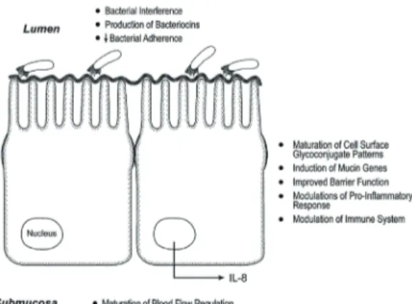 Fig. 3. Mechanism of probiotics. Adopted from Claud EC,  et al.