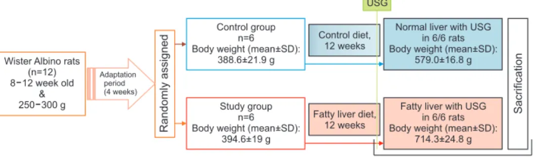 Fig. 1. The flow chart of modeling control and non-alcoholic fatty liver disease (NAFLD) rats (study design)