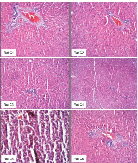 Fig. 4. Liver histopathological examination images of the rats in the control group. Regular liver tissue was  observed in the histopathological appearance of the control group