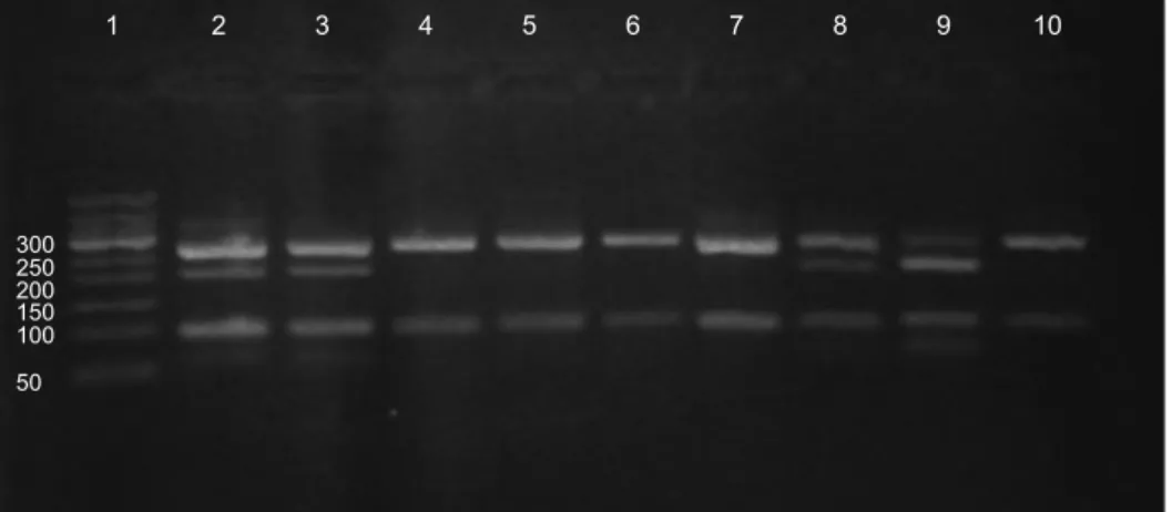 Fig. 1. Gel electrophoresis of polymerase chain reaction product. Lane 1 contains 50 bp DNA ladder
