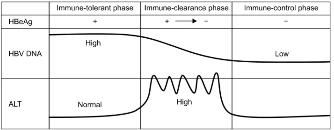 Fig. 1.  The natural course of  chronic hepatitis B virus  infection. The figure is  modified from one presented  in reference [78].
