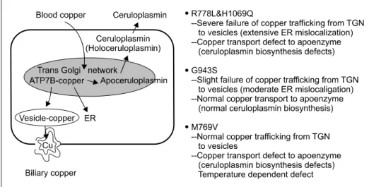 Fig. 3.  The failure of Cu de- de-pendent trafficking pathway  and functional defects of copper transport to apoenzyme in  representative missense  muta-tions [15,17,18]