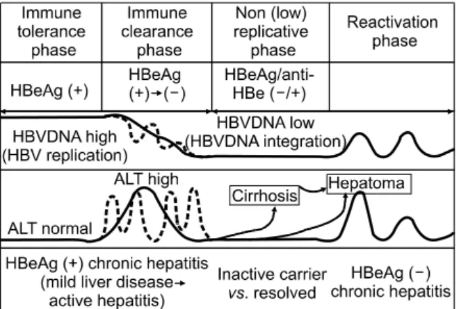 Fig.  1.  The  natural  course  of  chronic  hepatitis  B  virus  infection (modified  from  Fattovich  G