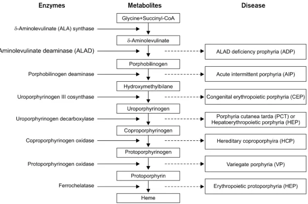 Fig.  5.    Enzymatic  defects  in  the  porphyrias.  Blocks  at  various  parts  of  the  pathway  result  in  different  porphyrias