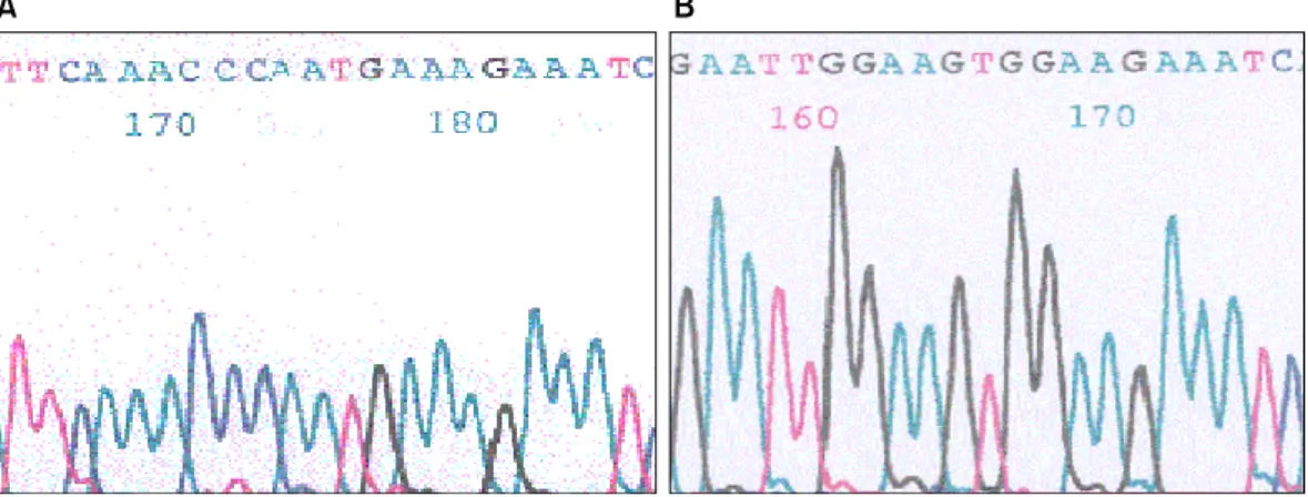 Table  2.  Amino  Acid  Sequence  Differences  for  feoB  Gene  Among  Strains