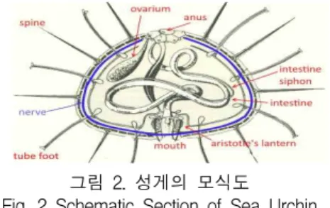 그림  2.  성게의  모식도 Fig.  2  Schematic  Section  of  Sea  Urchin 