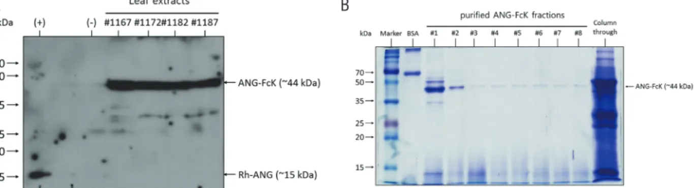 Figure 1.  Development of angiogenin fusion protein (ANG-FcK). (A) Expression of ANG-FcK in randomly selected transgenic plants