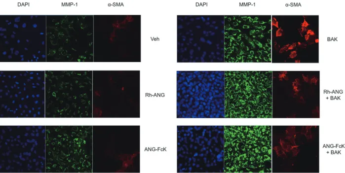 Figure 2.  Cellular toxicity induced by benzalkonium chloride (BAK). (A) In a 3-(4,5-dimethylthiazol-2-yl)-2,5-diphenyltetrazolium bro- bro-mide (MTT) assay, the viability of human trabecular meshwork cells decreased with the BAK concentration, and this de