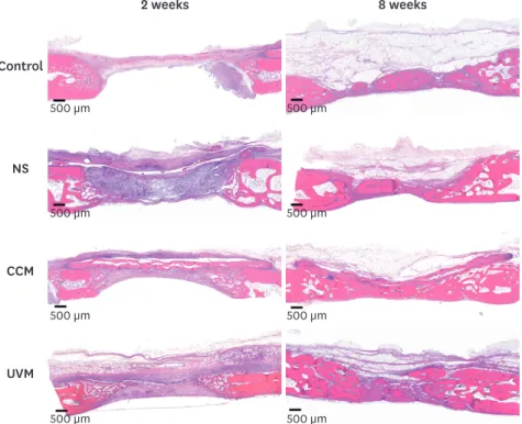 Figure 3. Histologic images under low magnification obtained at 2 weeks and 8 weeks (H&amp;E staining, scale bar =  500 μm)
