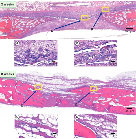 Figure 6. Histologic images of the UVM group (H&amp;E staining). At 2 weeks, mild infiltration of inflammatory cells  was observed around the UVM (A, B)