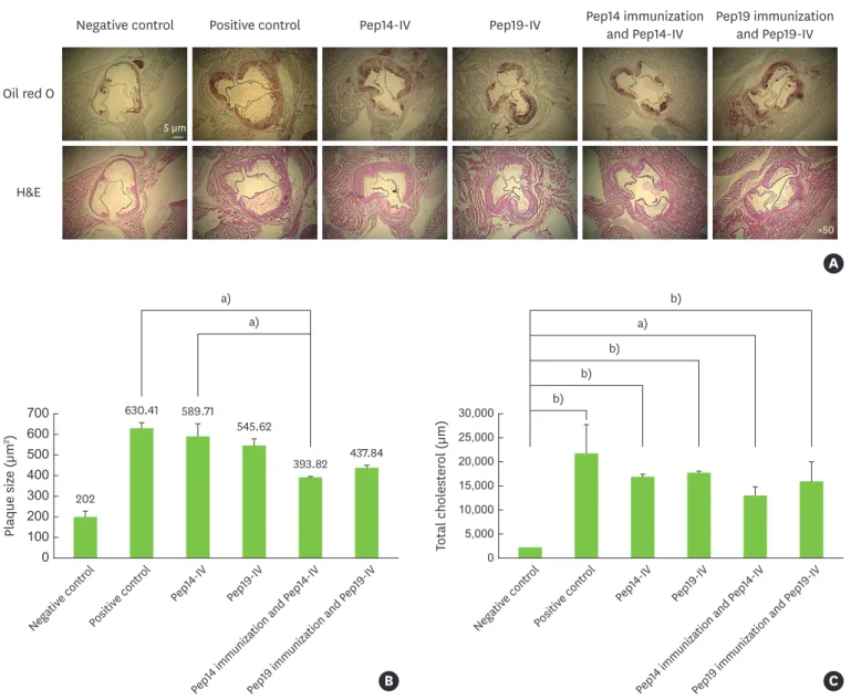 Figure 2. Formation of atherosclerotic plaque in peptide-challenged mice and relatively low plaque size in Pep14-immunized mice