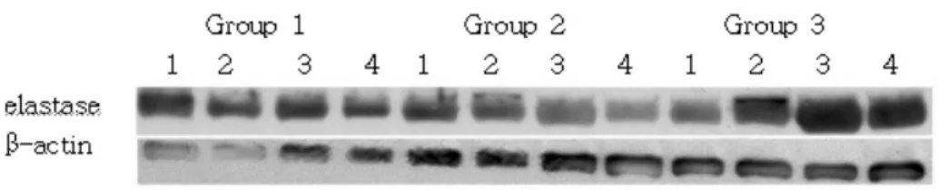 Table  2.  The  elastase  intensity  was  normalized  by  β-actin  intensity  to  quantify  the  expression  levels  of  elastase  and  the  value  were  presented  as  a  ratio  of  elastase/β-actin