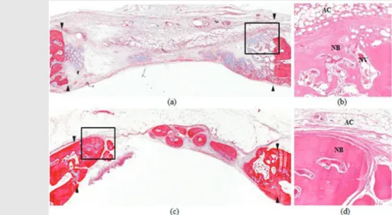 Fig. 8. Transversal histologic sections of CM group at 2 weeks (A and B) and 8 weeks (C and D)