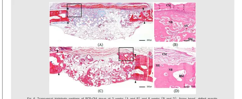 Fig. 6. Transversal histologic sections of BCP-CM group at 2 weeks (A and B) and 8 weeks (B and D)